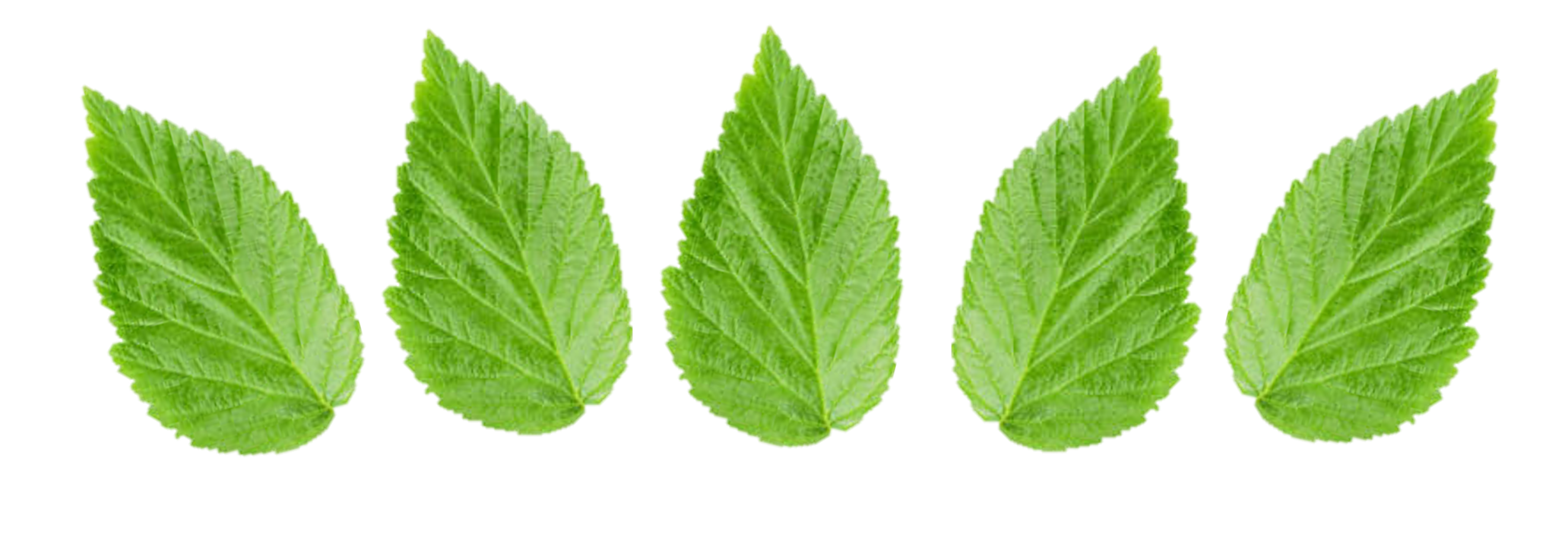 raspberry-ranch-leaves Raspberry Leaves