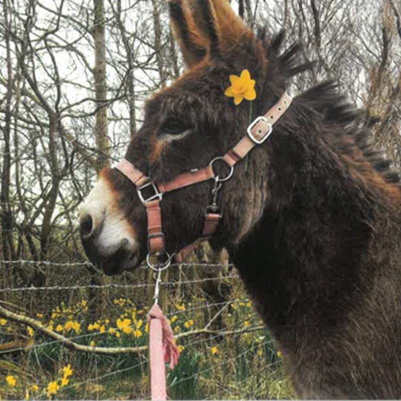 Picture of Alice Donkey